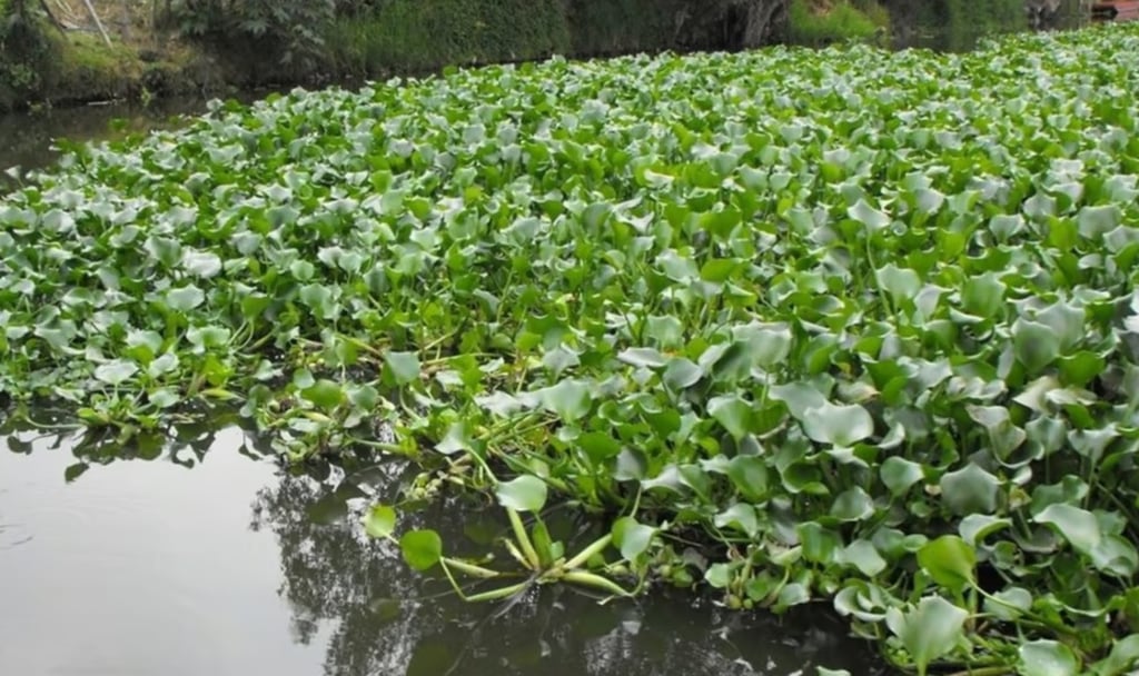 Lirio. Las cantidades elevadas de aguas negras en el Tunal provocan la presencia de lirio acuático.