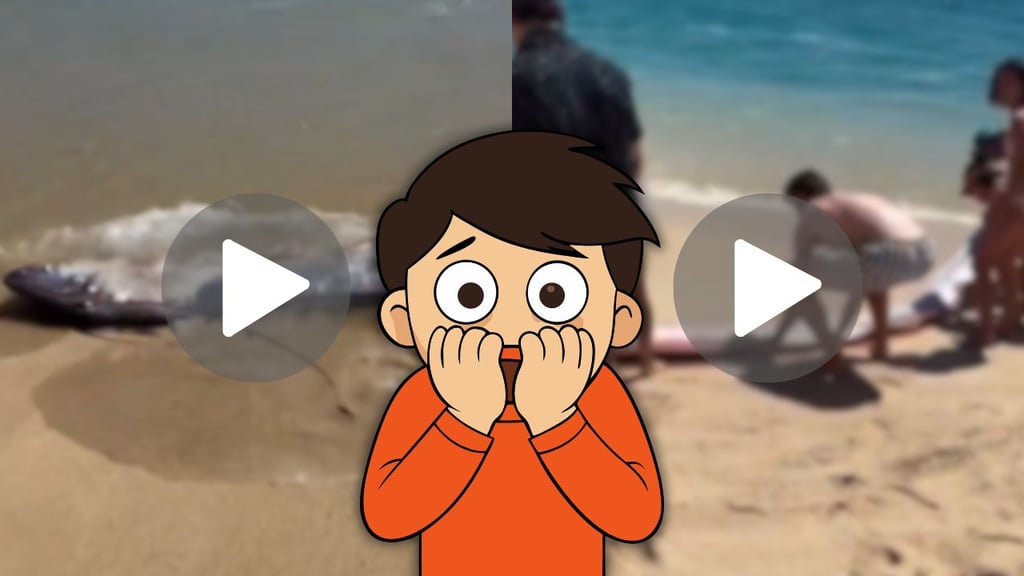 ¿Presagio de sismo y desastres? Aparecen peces remo en playas de Cabo San Lucas | VIDEO