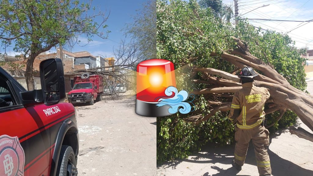 Atienden reportes de árboles caídos por fuertes rachas de viento en Durango capital