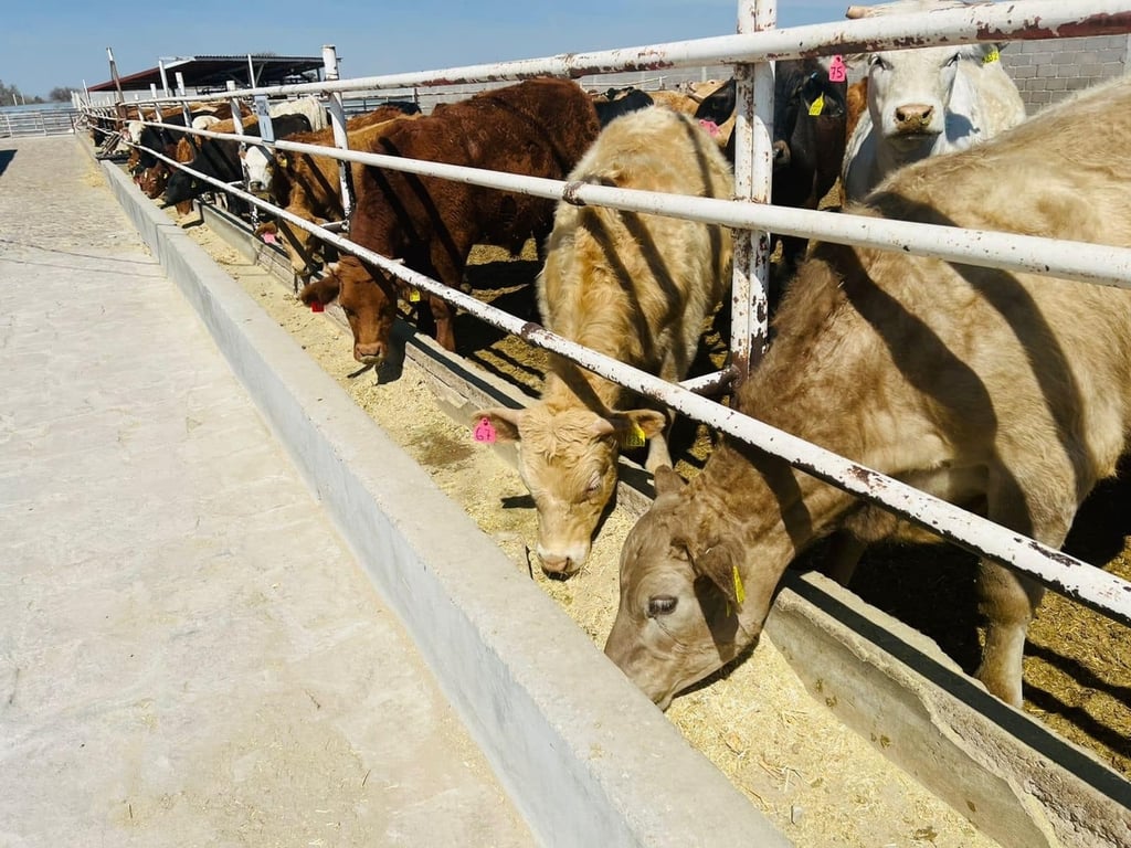 Alimentación. El 90 por ciento del alimento para el ganado es maíz y se compra en dólares.