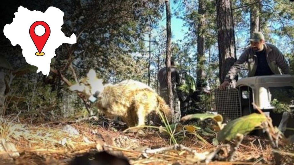 Cuatro lobos mexicanos llegan a Durango para su liberación