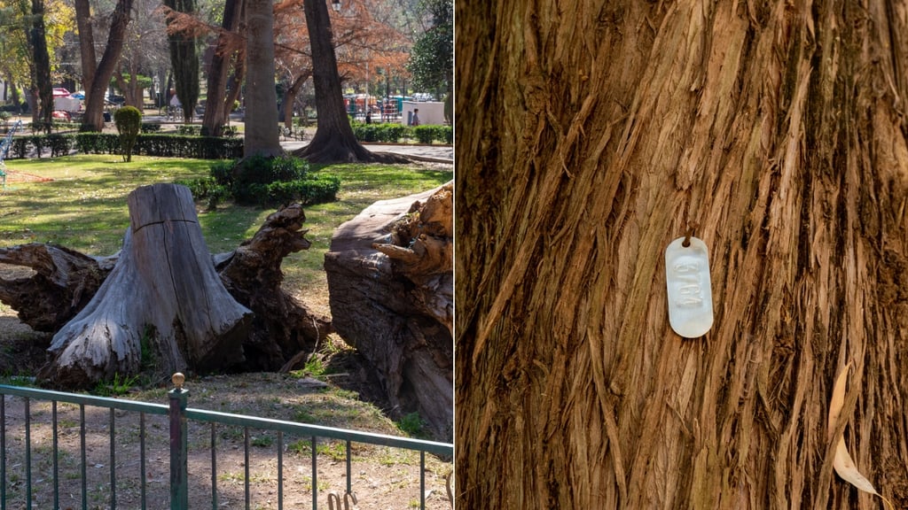 Retirarán árboles secos de parques de Durango; plan incluye reforestación