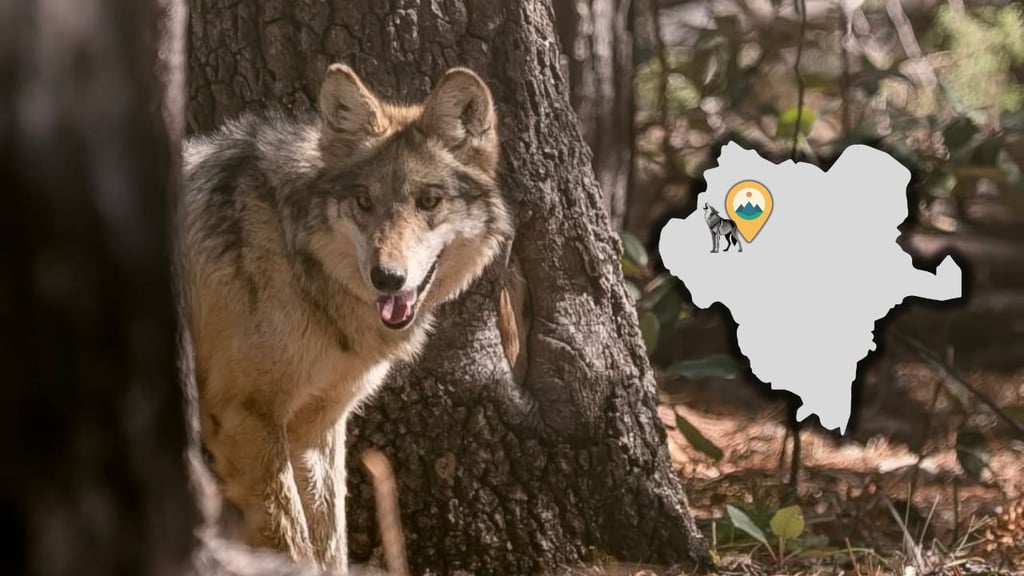 Durango se convierte en santuario para la recuperación del lobo mexicano