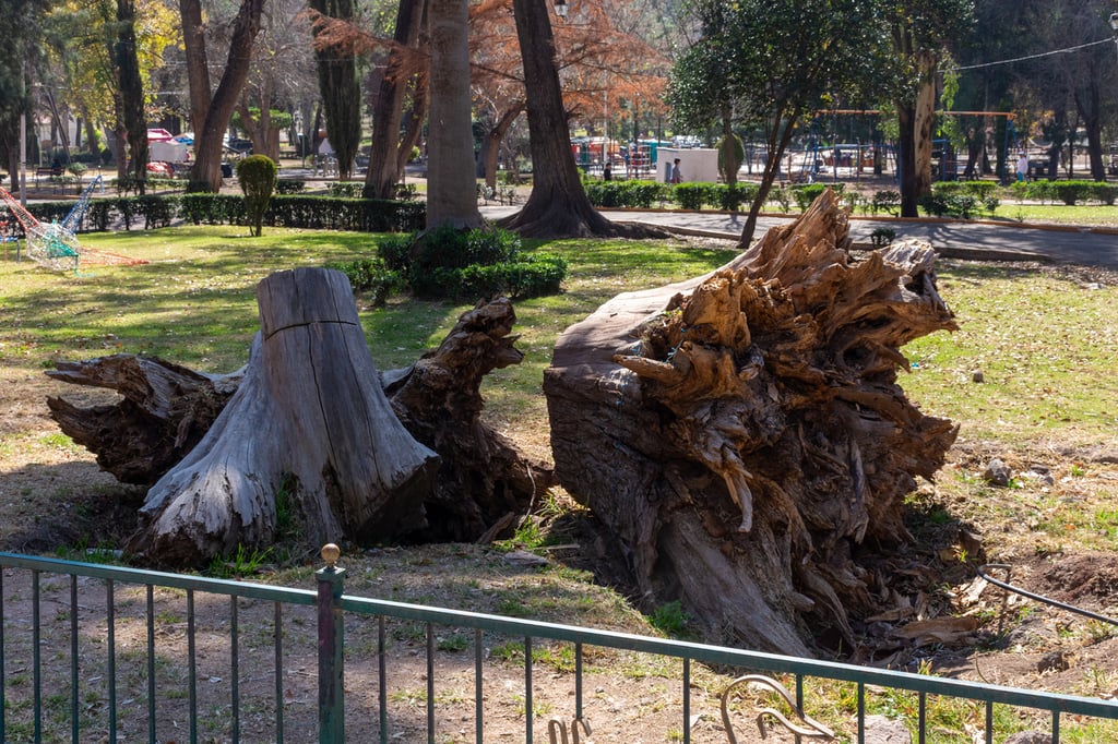 Retiro. En un análisis que se realizó en el Parque Guadiana, se van a quitar eucaliptos secos, pero se plantarán otras especies para que siga siendo un lugar arbolado.