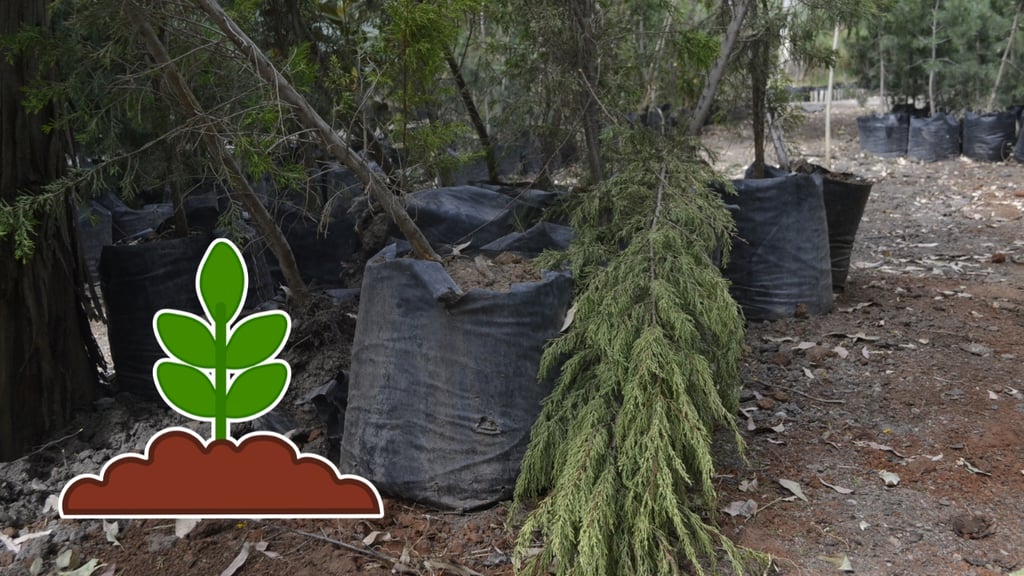 Piden coordinación en reforestación en Durango; sin seguimiento, árboles terminan secos