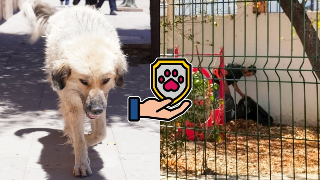 Maltrato animal en Durango se castigará con multas y trabajo comunitario