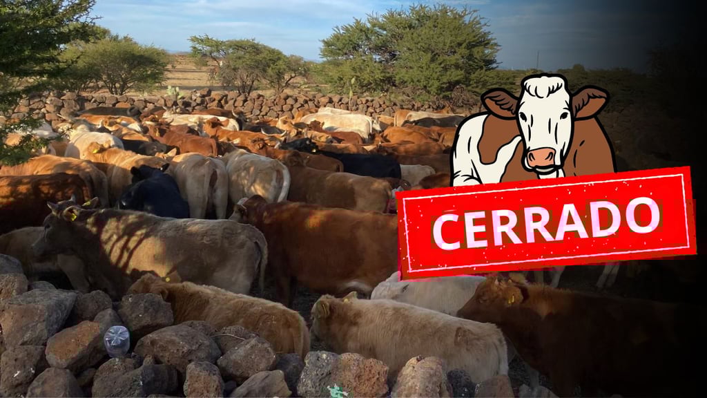 Apertura de frontera para exportación de ganado, sin probabilidad: UGRD