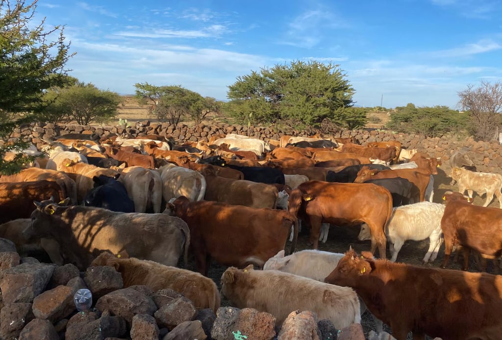 Cierre. Se cumplen 16 meses que México no ha podido exportar ganado en pie a Estados Unidos; todo ese ganado se está quedando en el país y con el ingreso de carne de Centroamérica el mercado está saturado de carne.