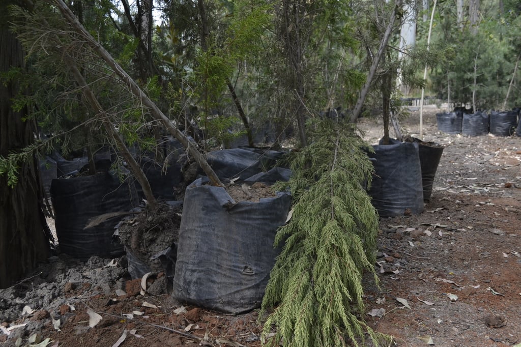 Indicación. La reforestación que se está realizando es de árboles de gran tamaño para mayor posibilidad de supervivencia.