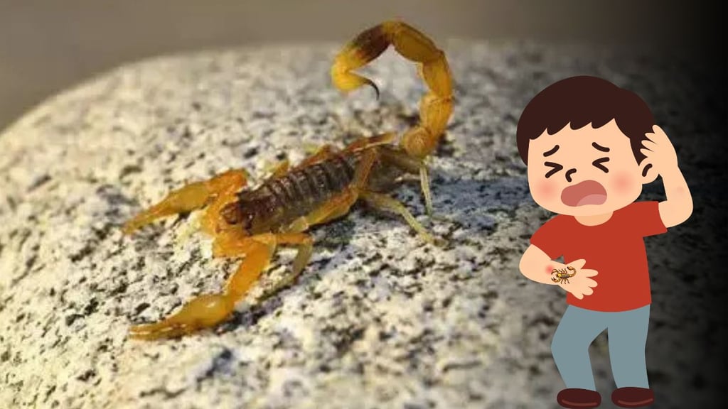 Inicia el calor en Durango y ya se reportan casi mil picaduras de alacrán en este 2026; un niño murió