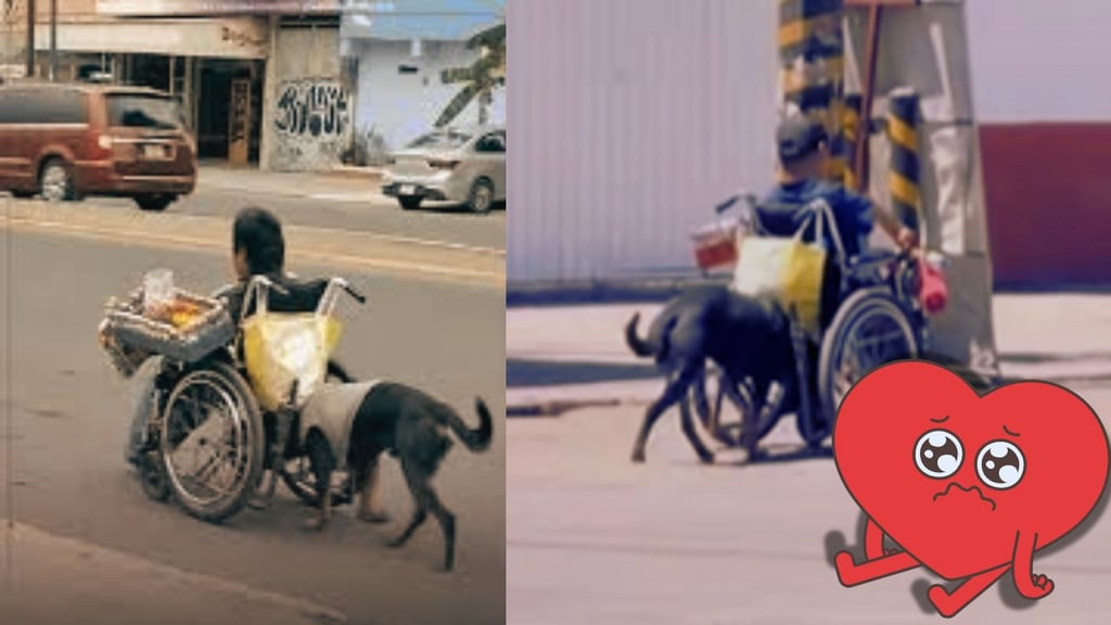 El mejor amigo del hombre: Perrito empuja la silla de ruedas de su dueño entre el tráfico