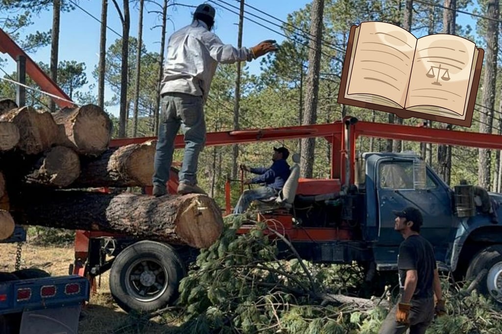Buscan incentivos para dar valor agregado a la madera duranguense