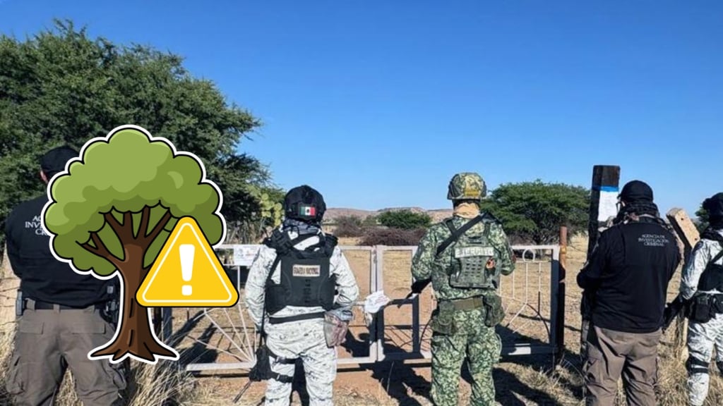 Aseguran 29 árboles arrancados de raíz en cateo por delito ambiental en Durango