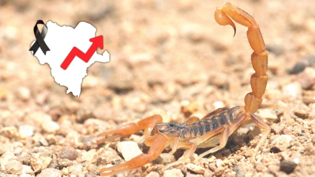 Repuntan casos de picadura de alacrán en Durango; van dos muertes este 2026