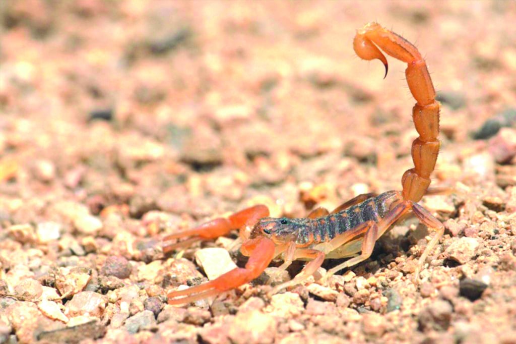 Estadísticas. Siguen registrándose las picaduras por alacrán; van mil 121 en lo que va del año.