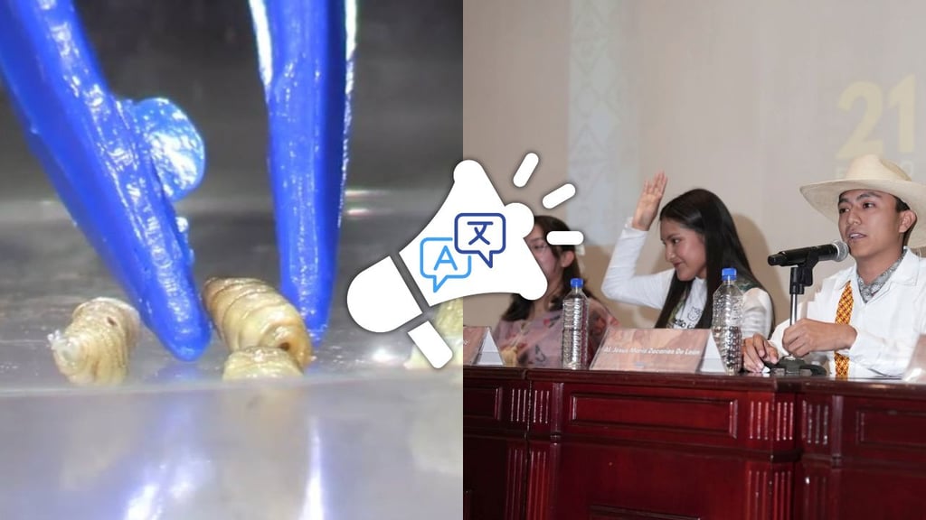 Presentan campaña contra el gusano barrenador en lenguas indígenas