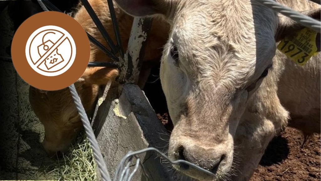 Productores de Durango suman tres semanas sin poder vender ganado pesado