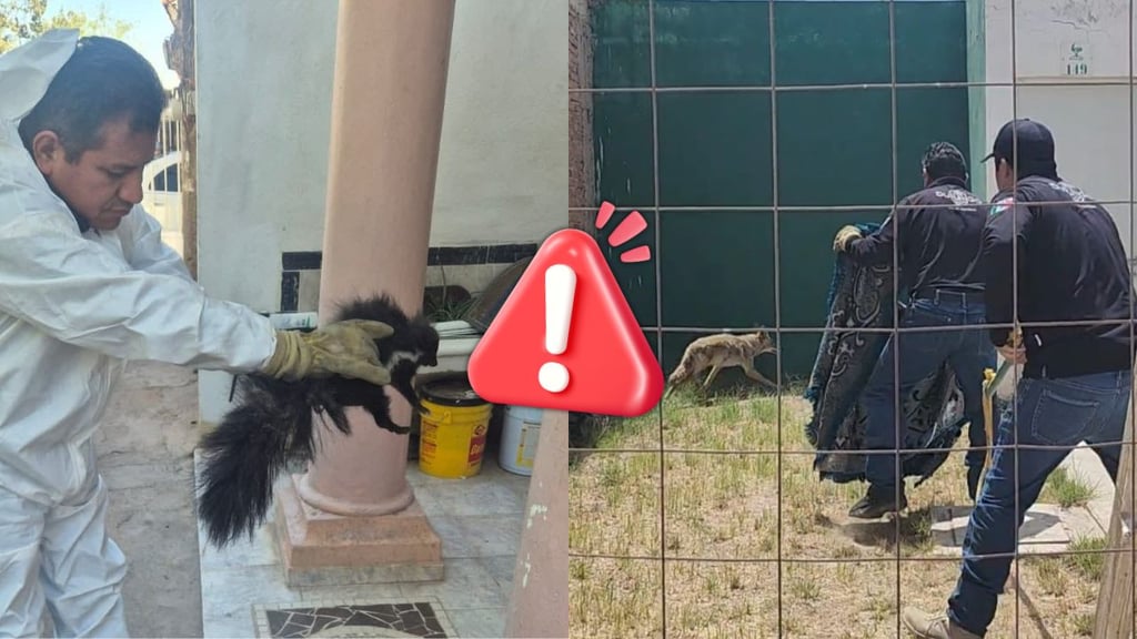 Incrementan casos de fauna silvestre en Durango; van 63 rescates en el año