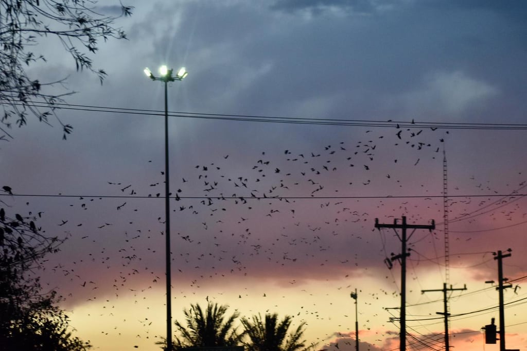 Impresionante. Para muchas personas que no son de Durango, les sorprende ver cómo las parvadas cambian de dirección en grupo y forman un show en pleno atardecer.