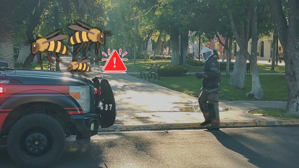 Ataque de abejas en Durango habría sido provocado al picar enjambre con una rama