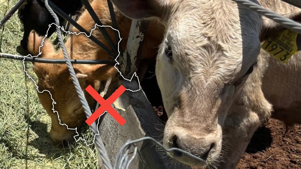 Durango libre de gusano barrenador; estados ganaderos, con pérdidas por 700 mdd