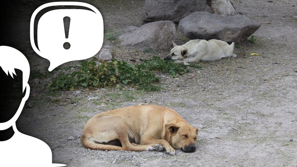 Presentan hasta 20 quejas vecinales al mes por conflicto de mascotas en Durango