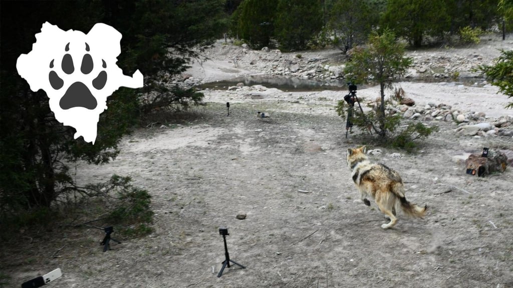 Liberan a la primera manada de lobos mexicanos en la sierra de Durango