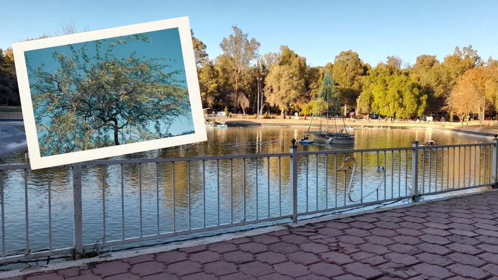 El huizache es un árbol ideal para el clima de Durango, pero poco valorado: Especialistas