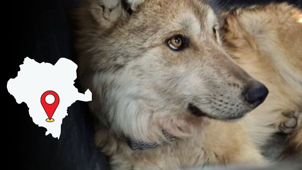 Manada de lobos mexicanos permanece unida tras liberación en Durango, confirma monitoreo