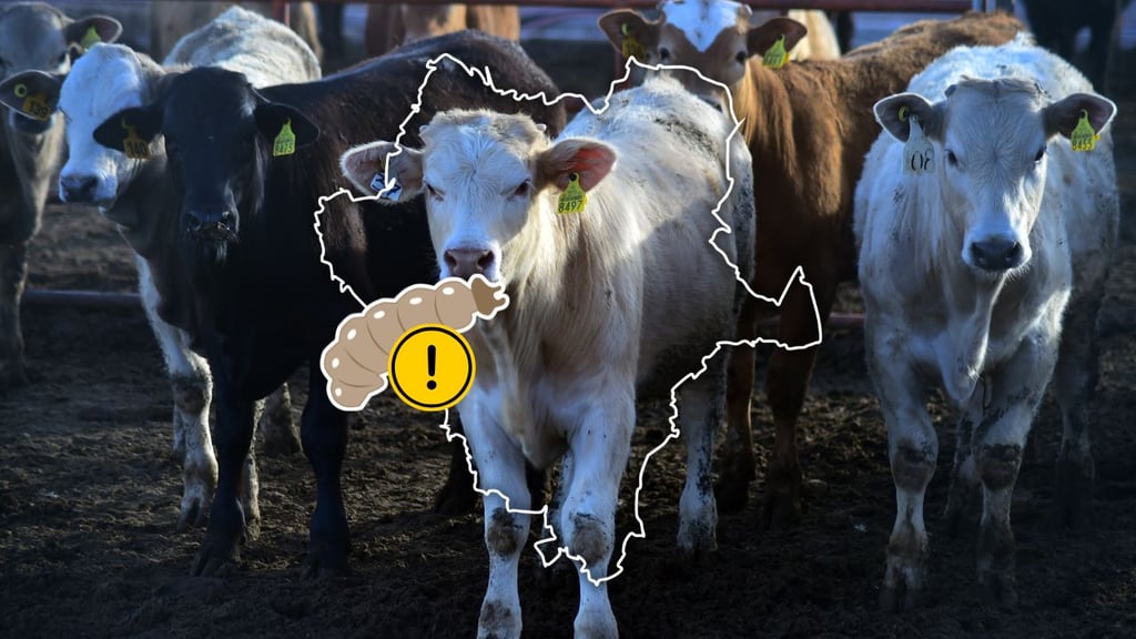 Alertan que en Durango ya está cerca la plaga de gusano barrenador de ganado