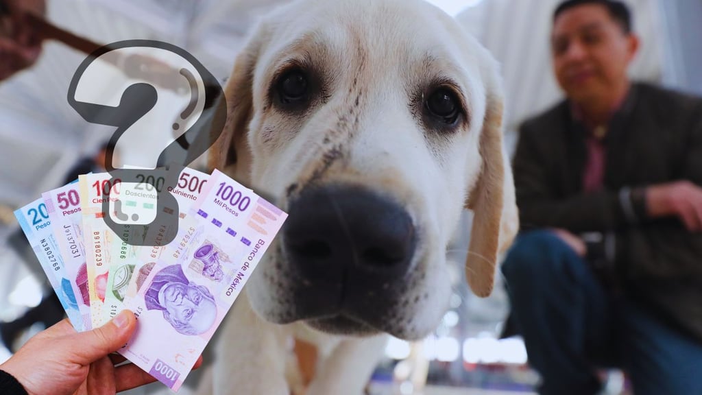 ¿Nuevo 'impuesto por mascotas'?: esto sabemos del Registro Único de Animales de Compañía