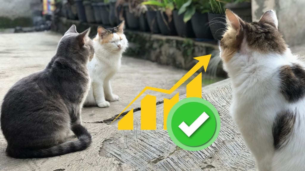 ¿Por qué los gatos son la mascota preferida de la Generación Z? Las razones detrás del cambio