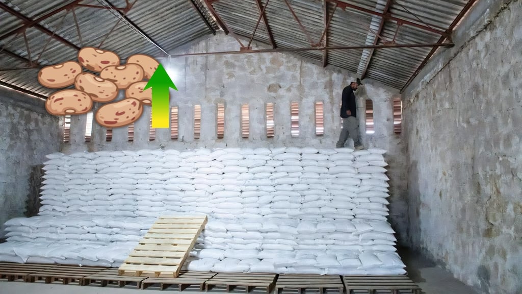 Acopiarán 5 mil toneladas más de frijol en Durango; mantendrán precio hasta el 30 de abril