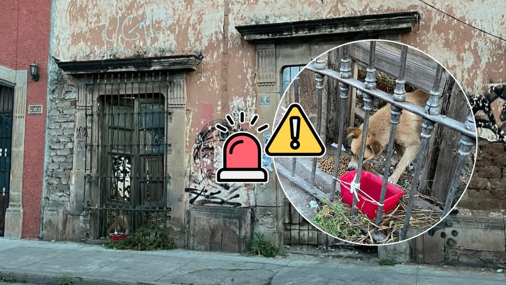 Reportan a perrito en inmueble abandonado en el Centro Histórico de Durango