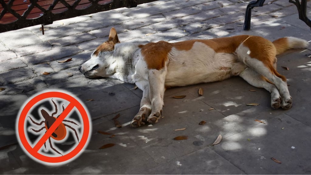 Propietarios están obligados a mantener sus mascotas libres de garrapatas: Salud Pública
