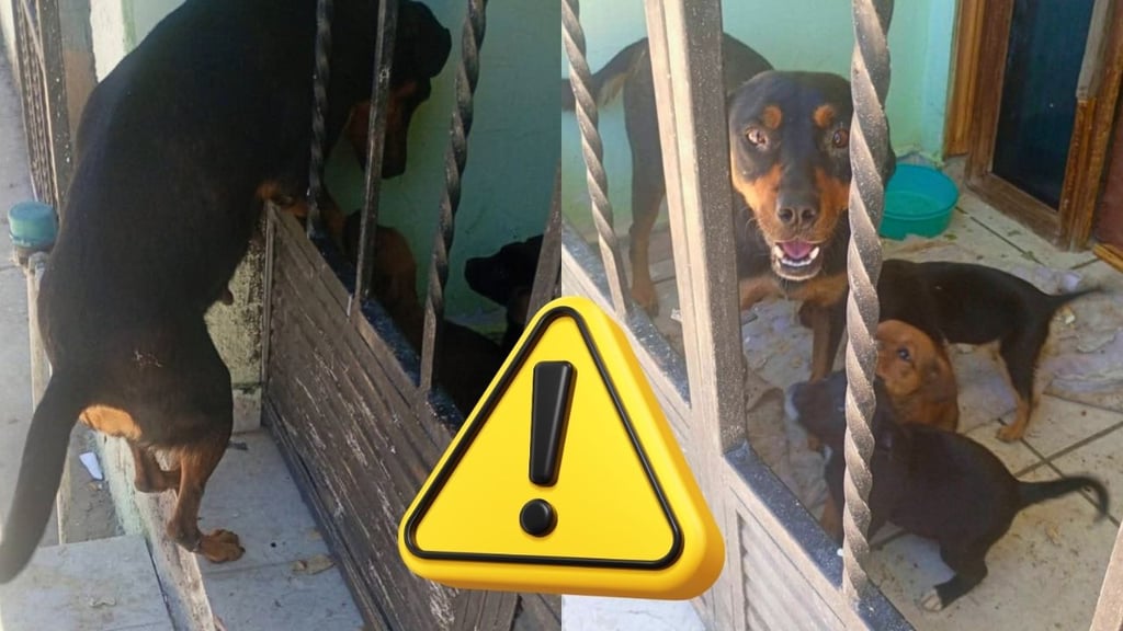 Denuncian abandono de perritos en la colonia Juan Lira de Durango