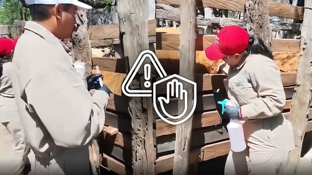 Intensifican acciones para prevenir el gusano barrenador del ganado: SADER