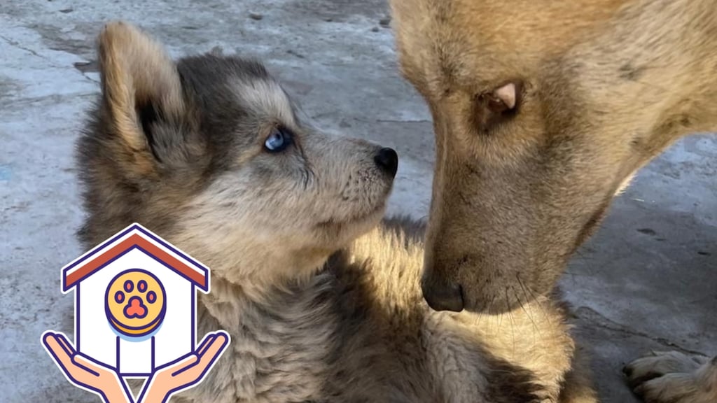 Abandono de mascotas en Durango repuntó entre abril y mayo de 2026