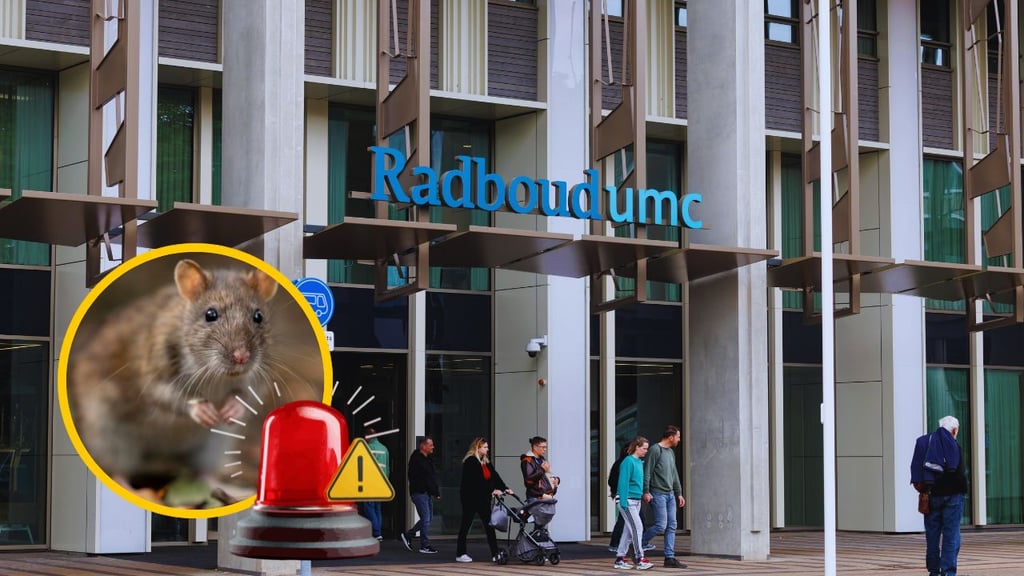 ¿El brote de hantavirus podría convertirse en una pandemia?, esto dice la OMS