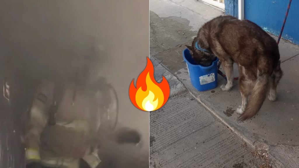 Incendio consume recámara en vivienda del Centro de Durango; rescatan a un perrito