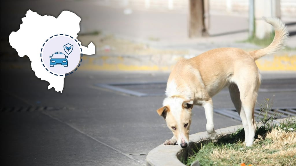 Más de mil perritos muertos por atropellamiento han levantado las patrullas ecológicas en Durango
