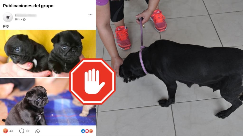 Venta de perritos en Durango continúa a través de redes sociales, denuncia Asociación