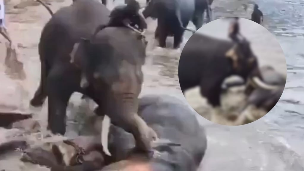 Mujer fallece tras quedarse atrapada en medio de pelea de elefantes | VIDEO