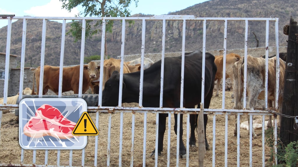 'Carne de bachan', proveniente de vacas muertas por enfermedad, se está vendiendo en Durango