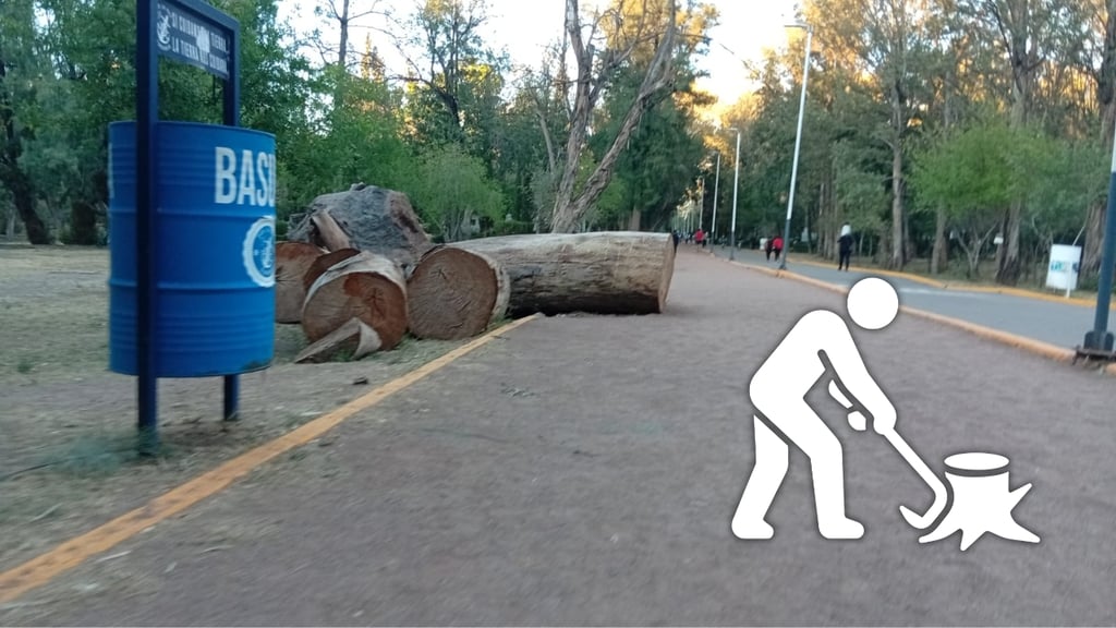 Revisarán al menos 8 mil árboles de parques Guadiana y Sahuatoba para analizar su retiro