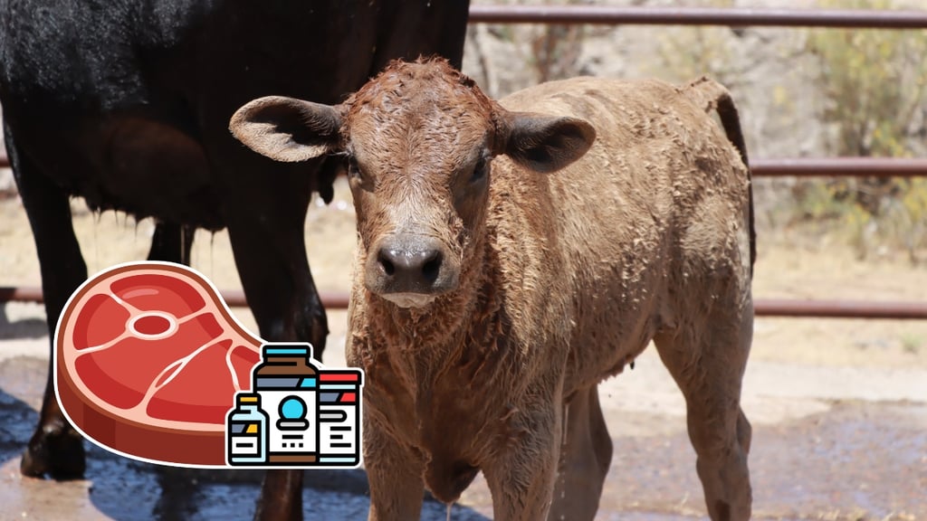 Durango, libre de carne contaminada con clembuterol: Coprised