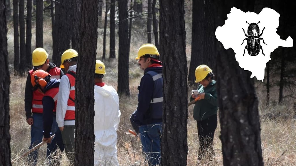 Insecto descortezador ha provocado daño en más de 4 mil hectáreas en Durango