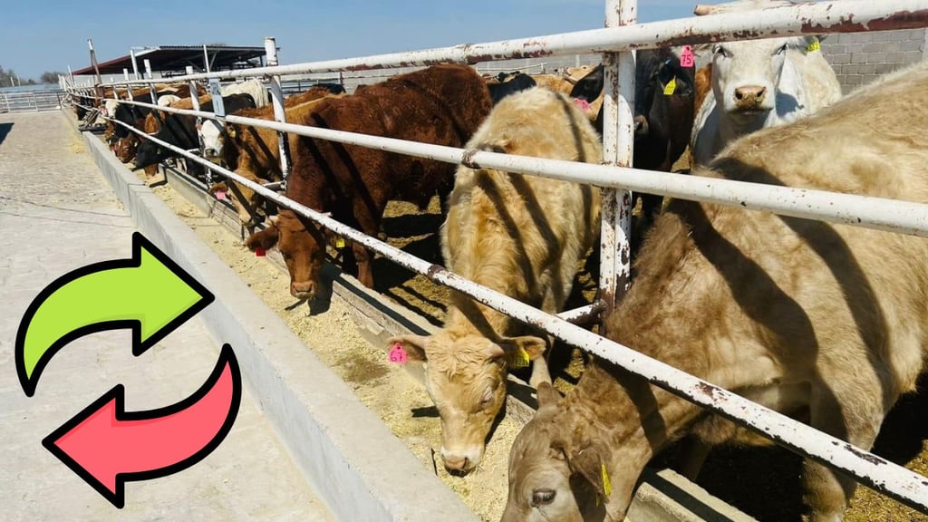 Casos de gusano barrenador en Texas, modifican el escenario sanitario y comercial: UGRD