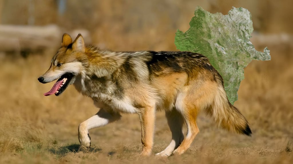 Los lobos son los auténticos pastores del bosque: Jorge Servín