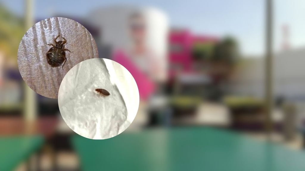 Denuncian presunta infestación de chinches en oficinas de Teleperformance